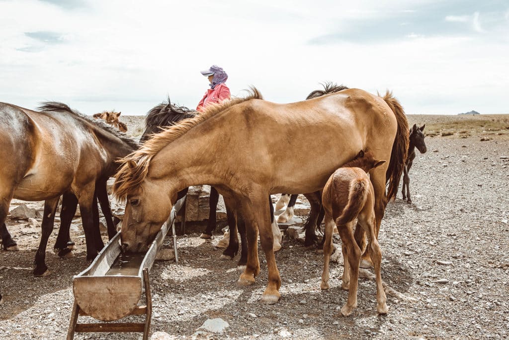 This Is The Ultimate 10-day Mongolian Road Trip - Meanwhile In Mongolia