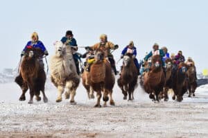 Camel Festival Winter Mongolia