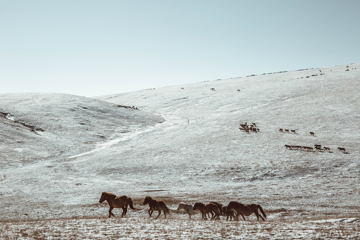 Khustai National Park Wild Horses