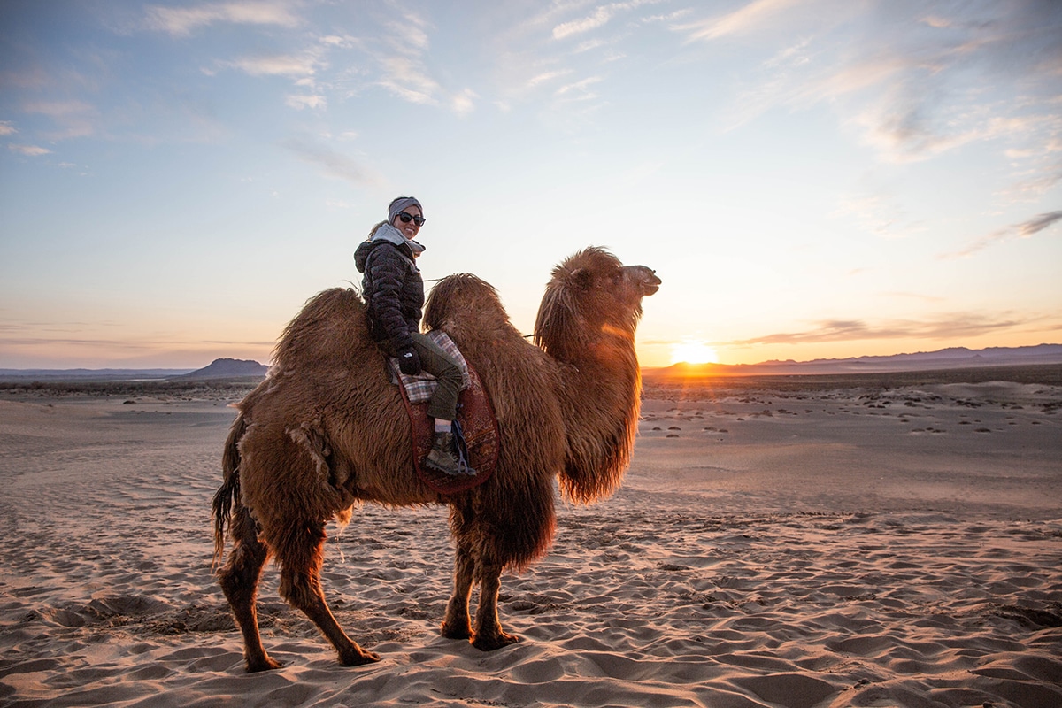 Camels Mongolia Gobi Desert