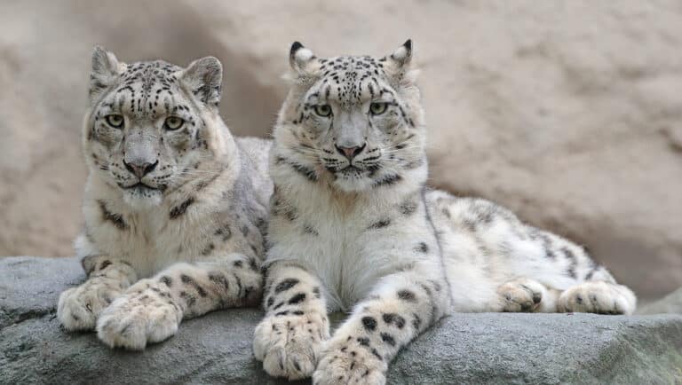 Mongolia Snow Leopard Tour