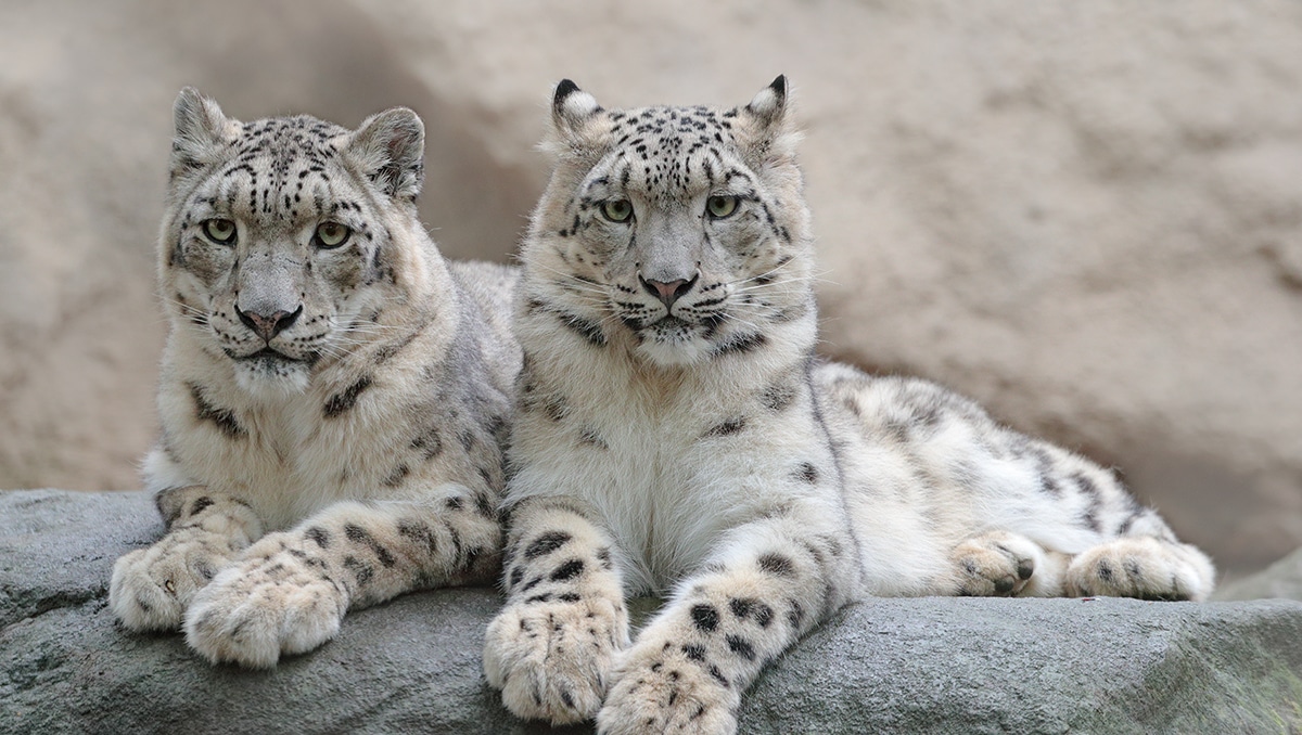 Mongolia Snow Leopard Tour