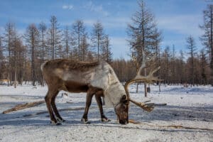 Dukha People Mongolia Tour