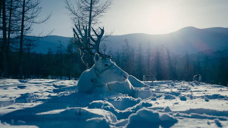 Visit Mongolia Reindeer Nomads