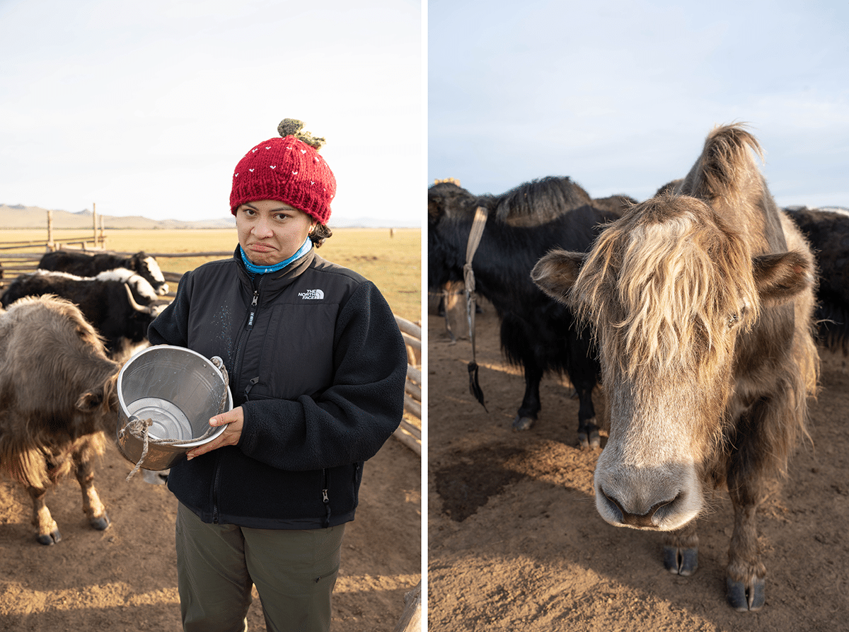 Milk a Yak Mongolia