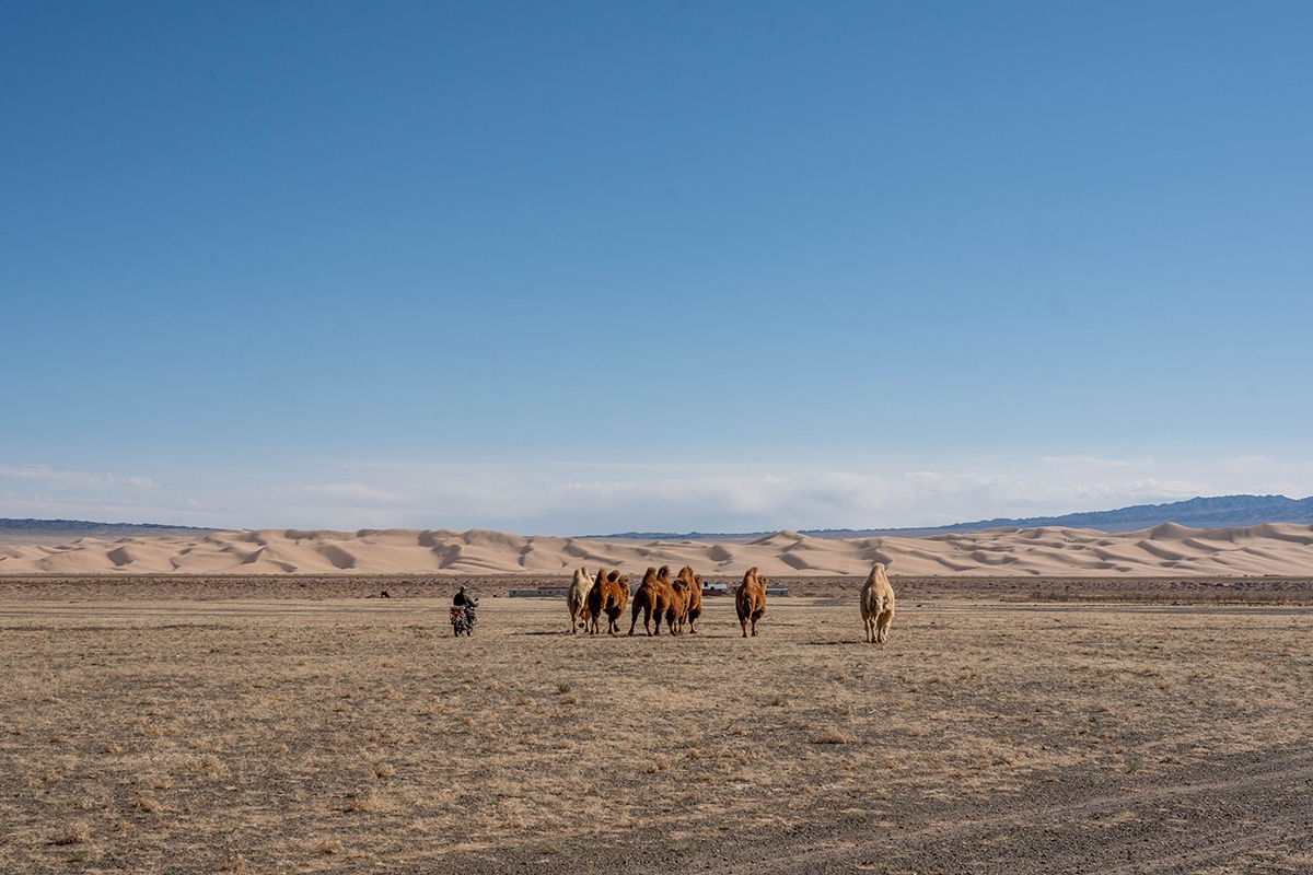 Mongolia Gobi Tour Good Reviews