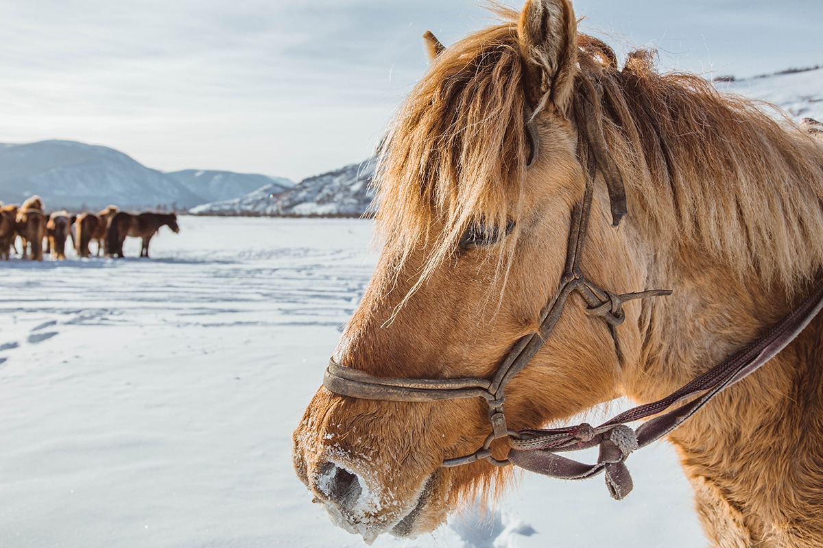 Winter Horse Festival