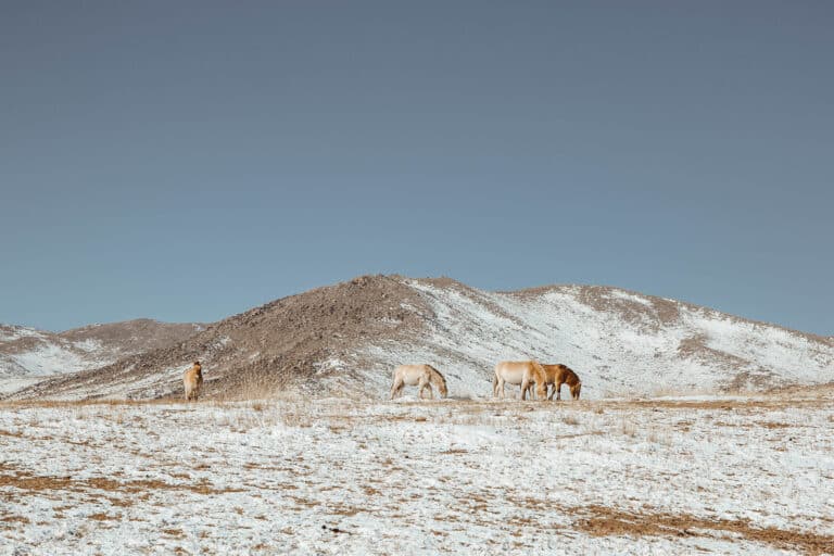 Wild Horses Mongolia