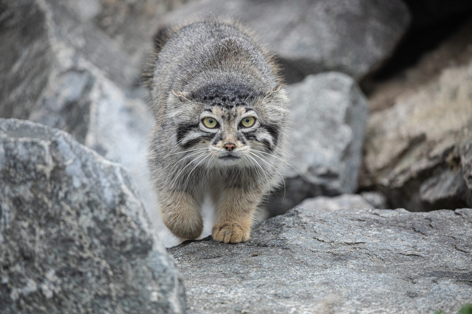 Pallas's Cat Mongolia