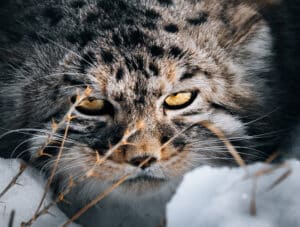 Pallass Cat Photography Tour Mongolia
