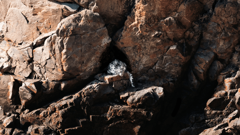 Snow Leopard Photo Tour