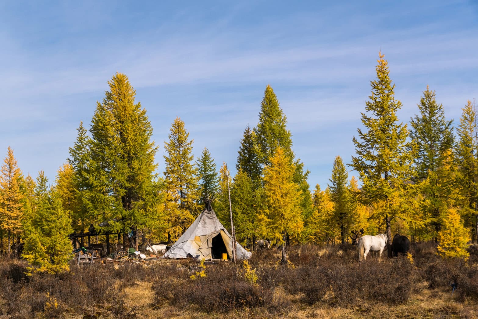 Reindeer Tribe Tour